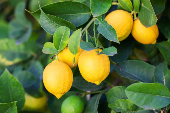Organic Lemon Juice Concentrate Clarified 400 GPL (LEJC40F-LZ01-PA51)  in Pails