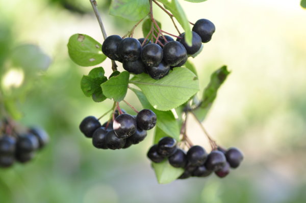 Aronia Juice Concentrate
