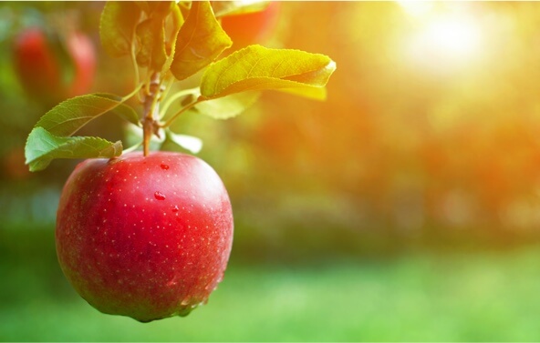 Apple hanging on a branch