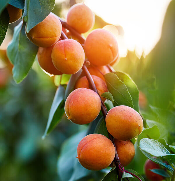 Fruit on a branch