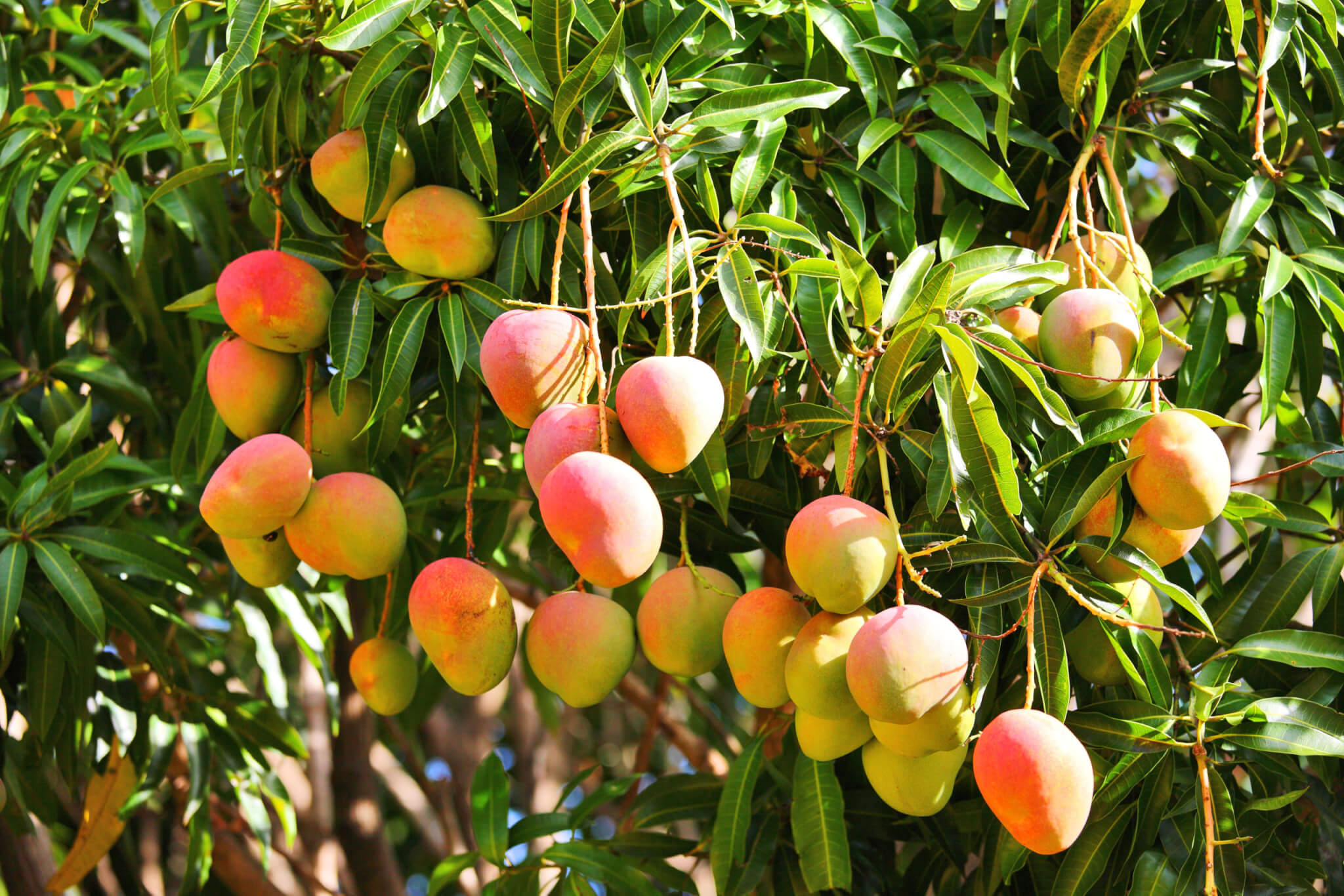 Organic Mango Puree