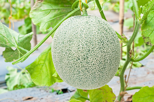 Melon Puree Concentrate