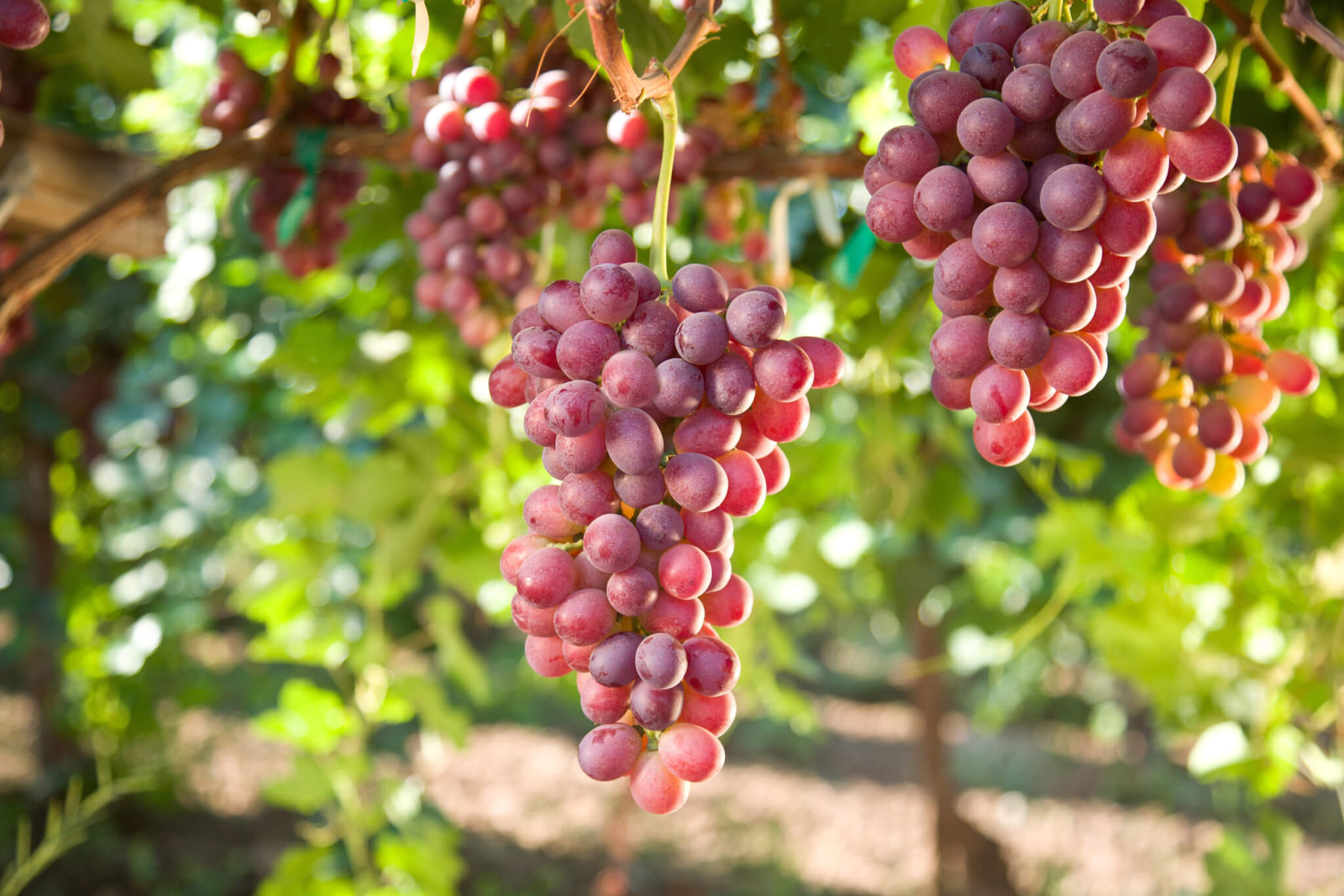 Grape Juice Concentrate, Red 8000, 68 Brix (GRJC68F-L007-PA56)  in Pails